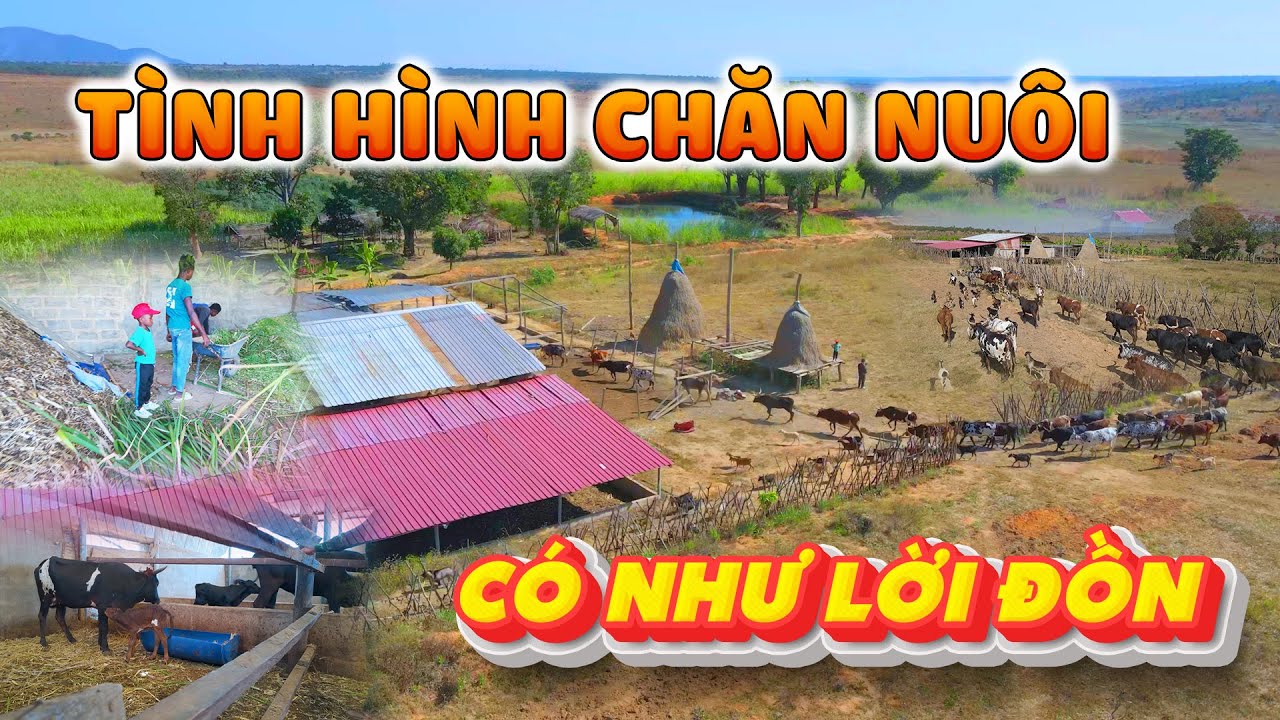 Tình Hình Chăn Nuôi Tại Quang Linh Farm Vào Mùa Khô - Có Như Lời Đồn (phần 8)